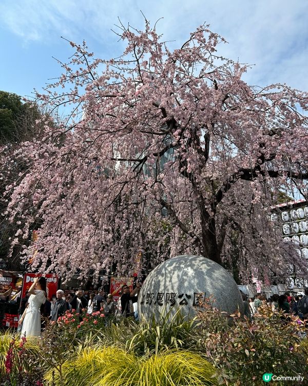 賞櫻熱門勝地 - 上野恩賜公園