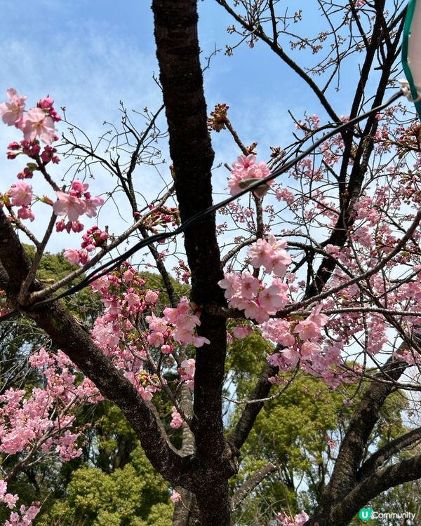 賞櫻熱門勝地 - 上野恩賜公園