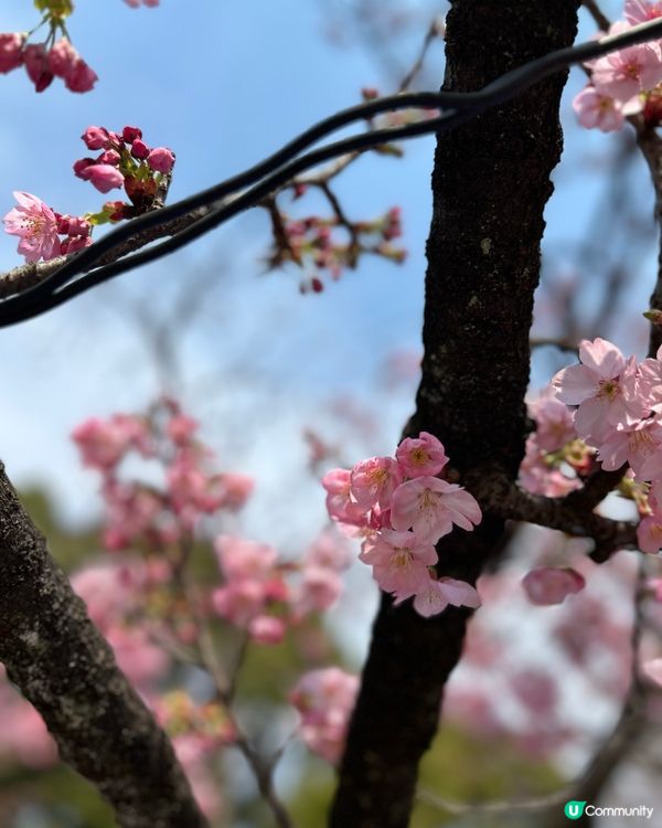 賞櫻熱門勝地 - 上野恩賜公園