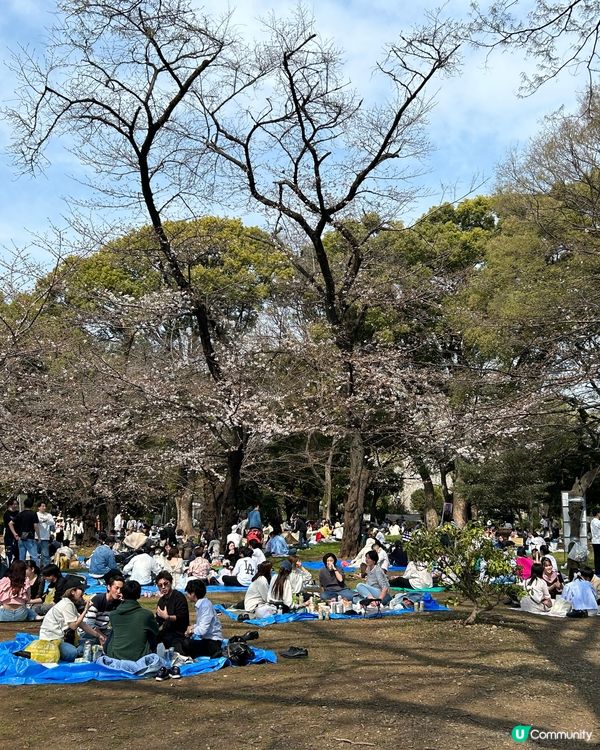 賞櫻熱門勝地 - 上野恩賜公園