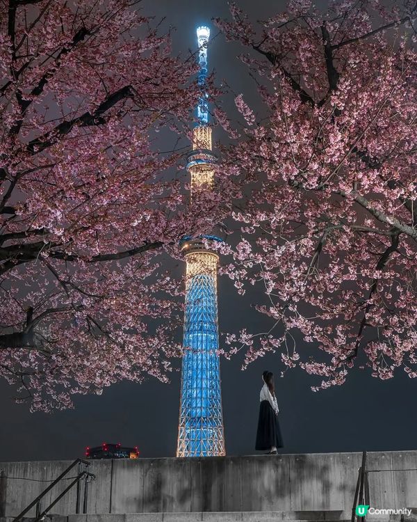 東京賞夜櫻🌸 超詳盡整理 必收藏
