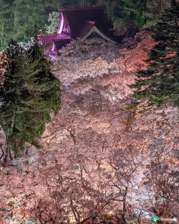 東京賞夜櫻🌸 超詳盡整理 必收藏