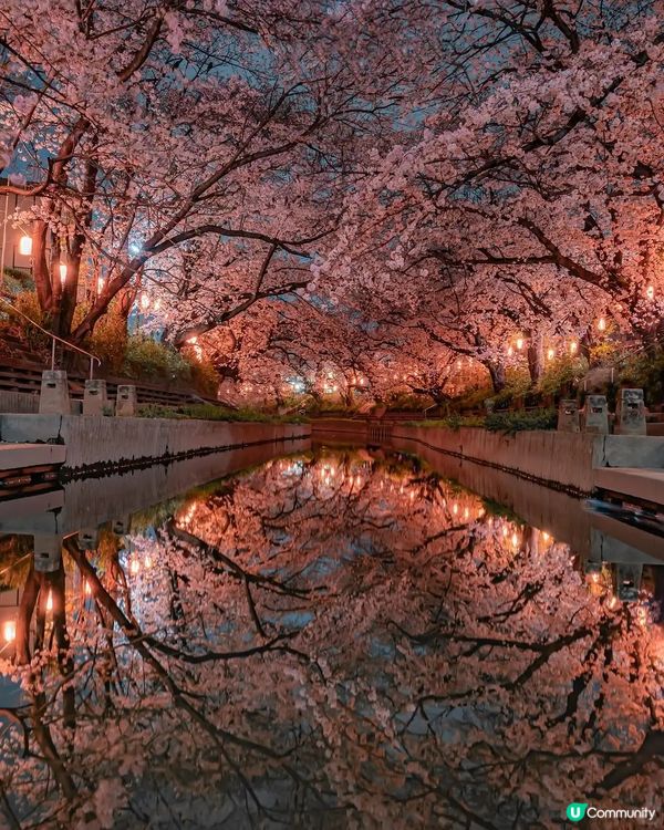 東京賞夜櫻🌸 超詳盡整理 必收藏