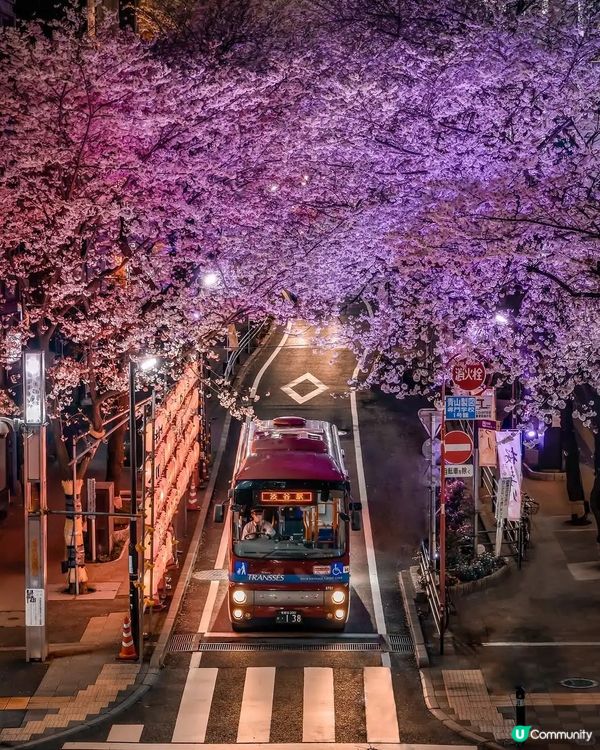 東京賞夜櫻🌸 超詳盡整理 必收藏