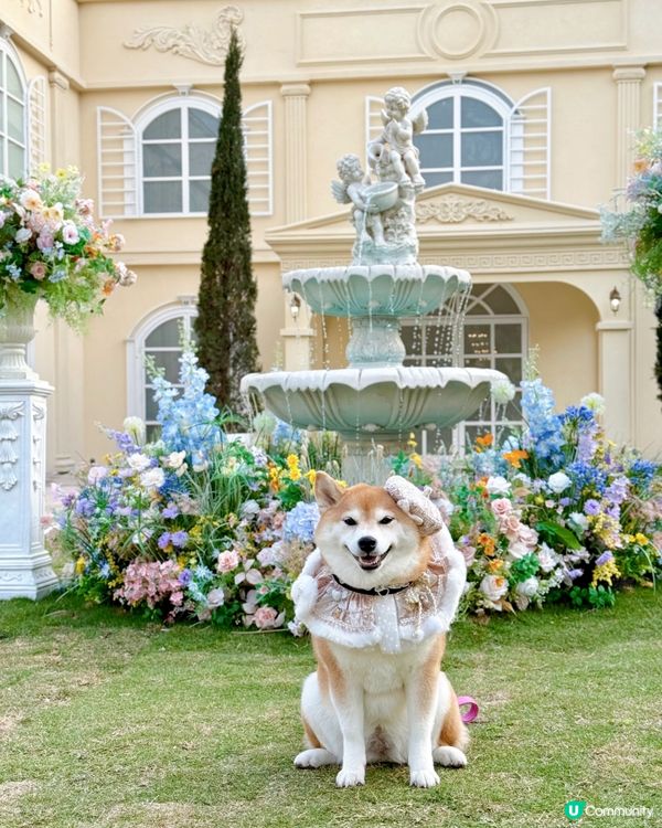 寵物友善結婚場地