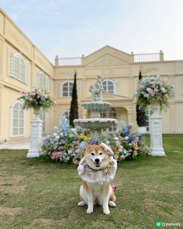 寵物友善結婚場地