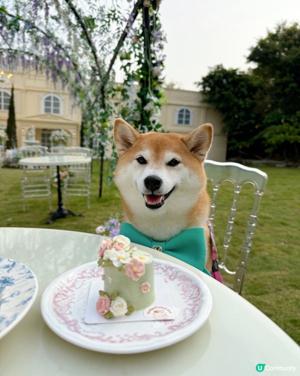 寵物友善結婚場地