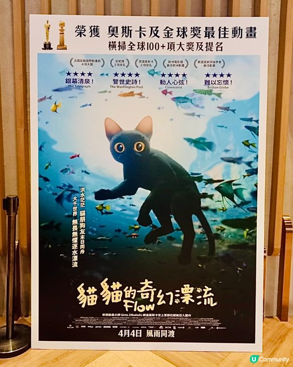 🐟 《 貓貓的奇幻漂流 》