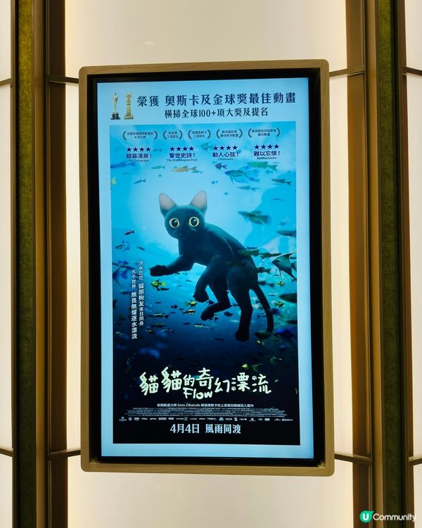 🐟 《 貓貓的奇幻漂流 》