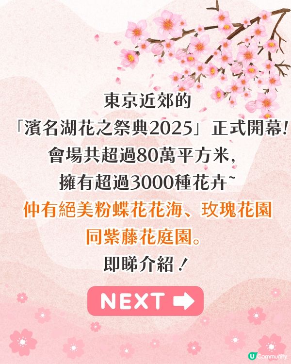 靜岡濱名湖花之祭典2025開幕🌸粉蝶花花海/櫻花/紫藤花庭院/玫瑰花園🚗附票價資訊