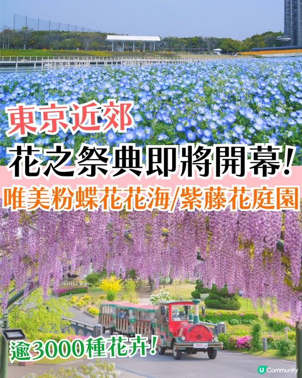 靜岡濱名湖花之祭典2025開幕🌸粉蝶花花海/櫻花/紫藤花庭院/玫瑰花園🚗附票價資訊