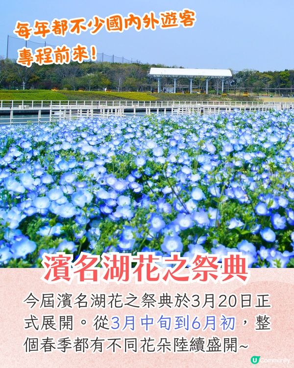 靜岡濱名湖花之祭典2025開幕🌸粉蝶花花海/櫻花/紫藤花庭院/玫瑰花園🚗附票價資訊
