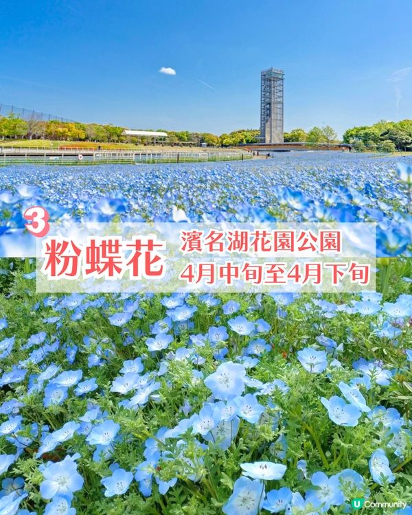 靜岡濱名湖花之祭典2025開幕🌸粉蝶花花海/櫻花/紫藤花庭院/玫瑰花園🚗附票價資訊