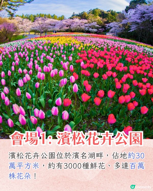 靜岡濱名湖花之祭典2025開幕🌸粉蝶花花海/櫻花/紫藤花庭院/玫瑰花園🚗附票價資訊