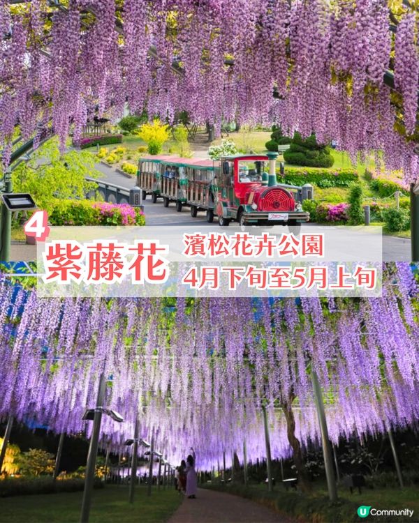 靜岡濱名湖花之祭典2025開幕🌸粉蝶花花海/櫻花/紫藤花庭院/玫瑰花園🚗附票價資訊