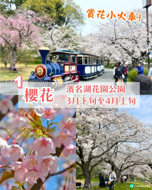 靜岡濱名湖花之祭典2025開幕🌸粉蝶花花海/櫻花/紫藤花庭院/玫瑰花園🚗附票價資訊