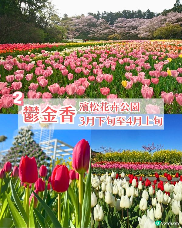 靜岡濱名湖花之祭典2025開幕🌸粉蝶花花海/櫻花/紫藤花庭院/玫瑰花園🚗附票價資訊
