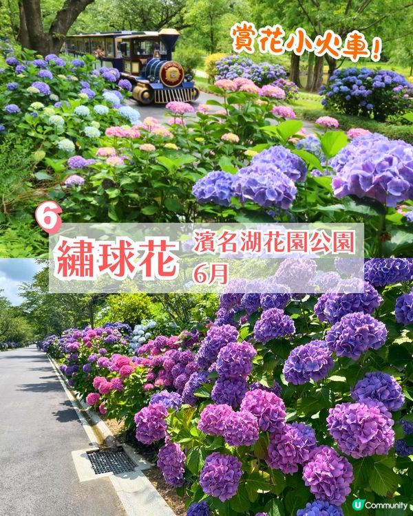 靜岡濱名湖花之祭典2025開幕🌸粉蝶花花海/櫻花/紫藤花庭院/玫瑰花園🚗附票價資訊