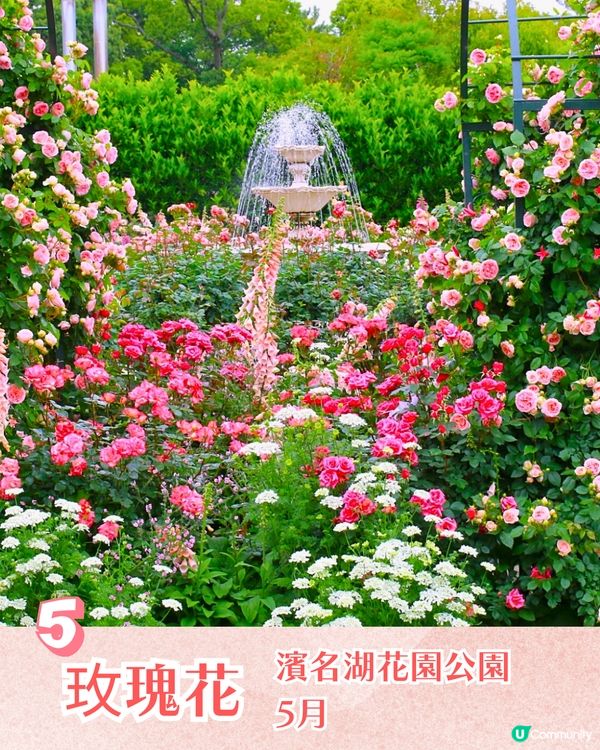 靜岡濱名湖花之祭典2025開幕🌸粉蝶花花海/櫻花/紫藤花庭院/玫瑰花園🚗附票價資訊