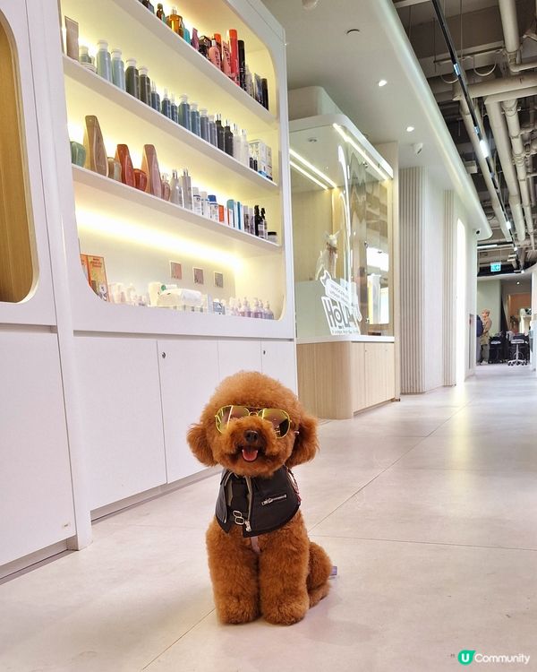 人寵美容，靚仔我至愛！🐶💖