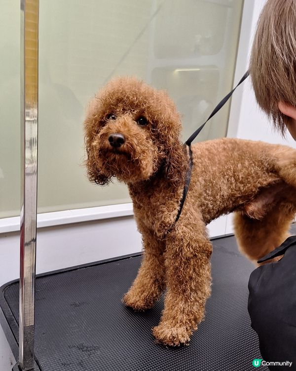 人寵美容，靚仔我至愛！🐶💖