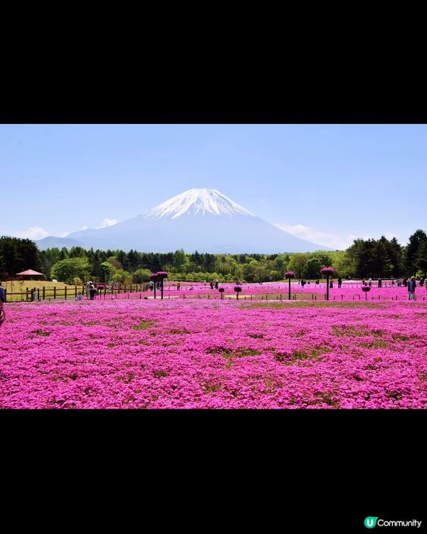 2025 東京賞櫻 富士芝櫻祭🌸🌸🌸  即刻出發！