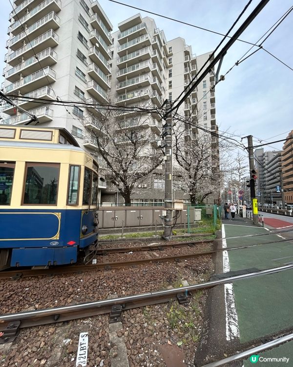 面影橋 賞櫻花🌸好選擇