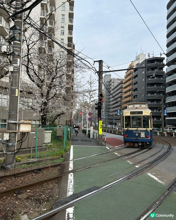 面影橋 賞櫻花🌸好選擇
