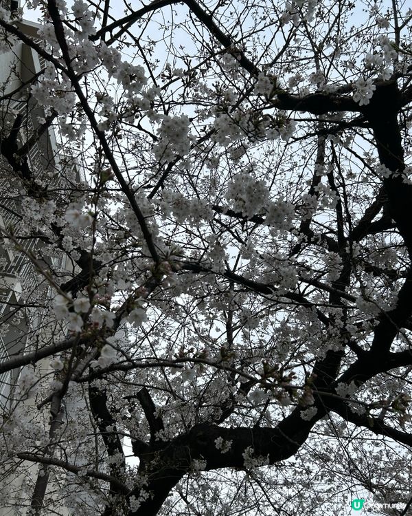 面影橋 賞櫻花🌸好選擇