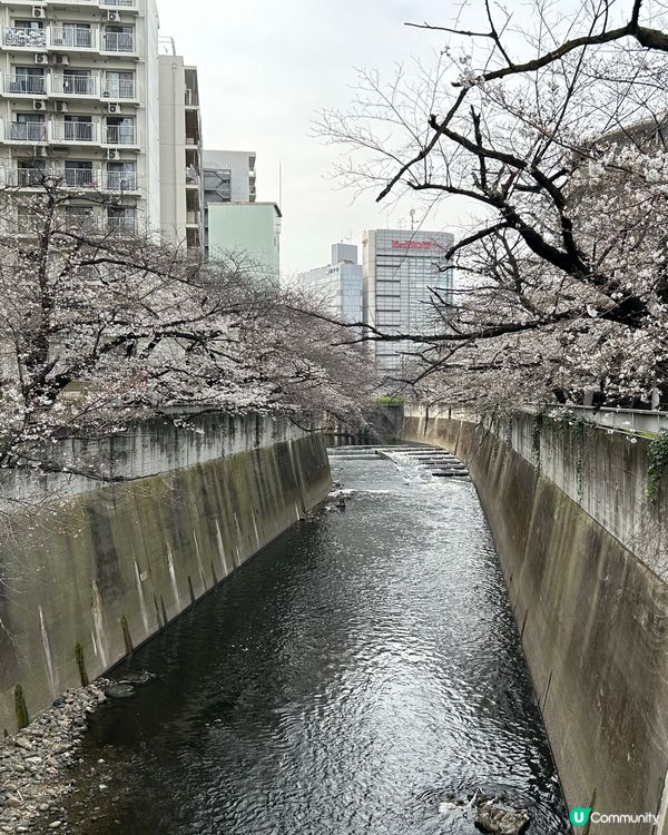 面影橋 賞櫻花🌸好選擇