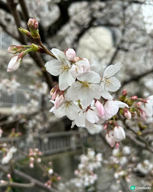 面影橋 賞櫻花🌸好選擇