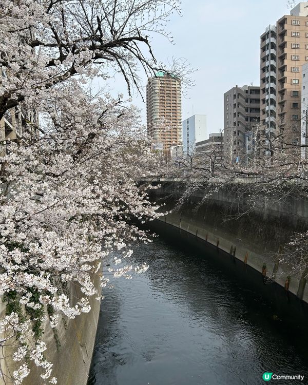 面影橋 賞櫻花🌸好選擇