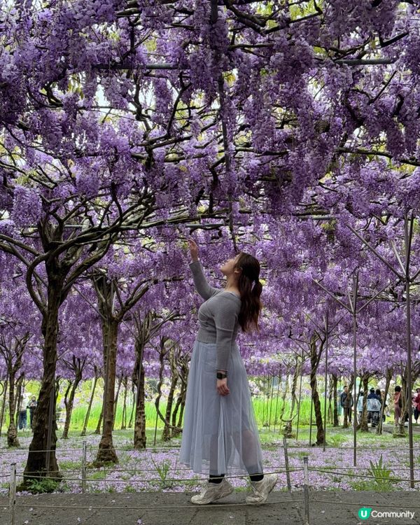 淡水紫藤花園X鬼滅無限城之戰