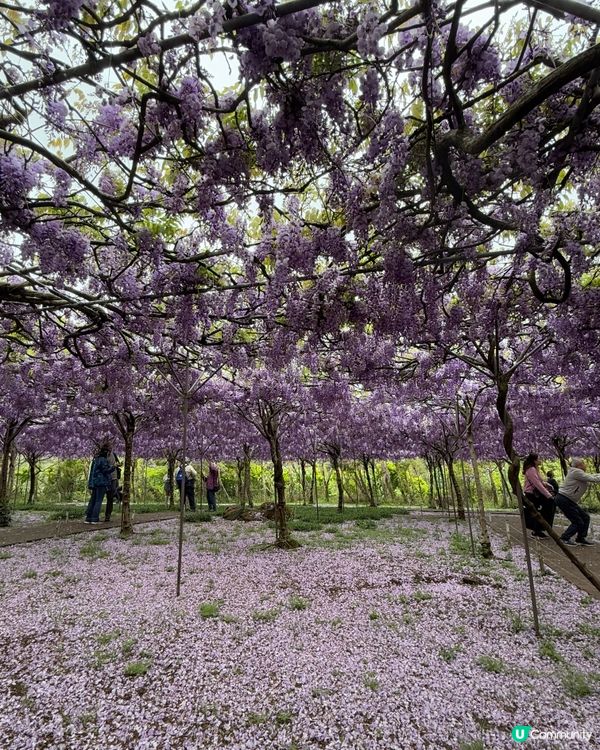 淡水紫藤花園X鬼滅無限城之戰