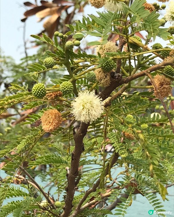 屯門海賓長廊，親子運動好去處