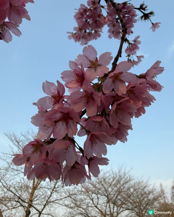 不用跟人群擠在一起拍櫻花🌸照