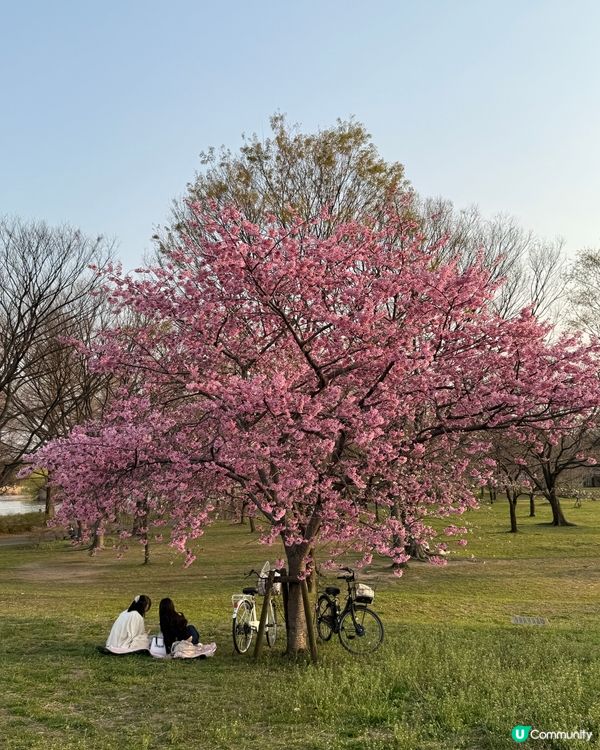 不用跟人群擠在一起拍櫻花🌸照