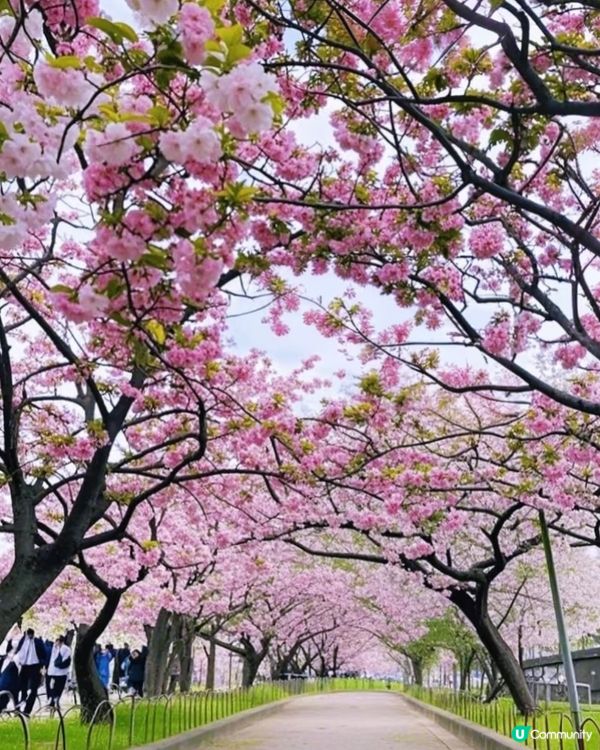 大阪造幣局🌸櫻花隧道攻略！快搶票！