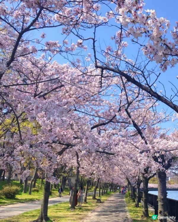 大阪造幣局🌸櫻花隧道攻略！快搶票！