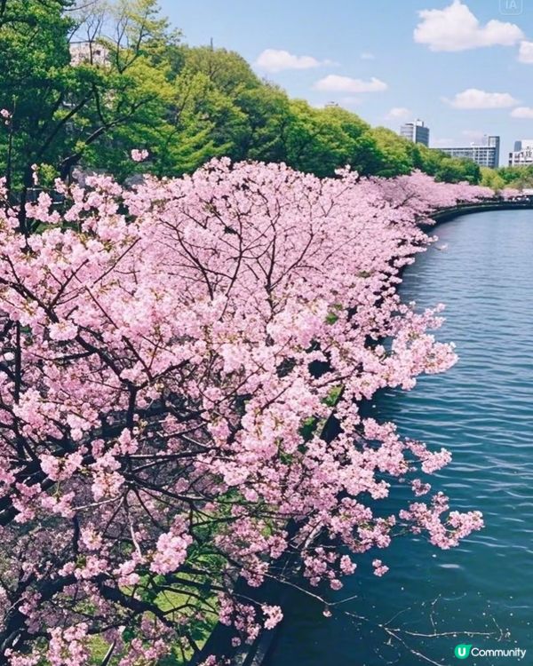 大阪造幣局🌸櫻花隧道攻略！快搶票！