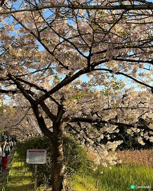 舞鶴公園 💕 福岡城櫻花祭典 🌸 觀賞櫻花的日與夜