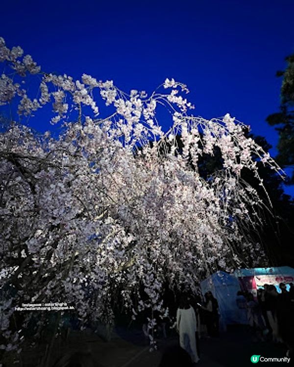 舞鶴公園 💕 福岡城櫻花祭典 🌸 觀賞櫻花的日與夜