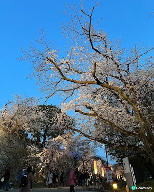 舞鶴公園 💕 福岡城櫻花祭典 🌸 觀賞櫻花的日與夜