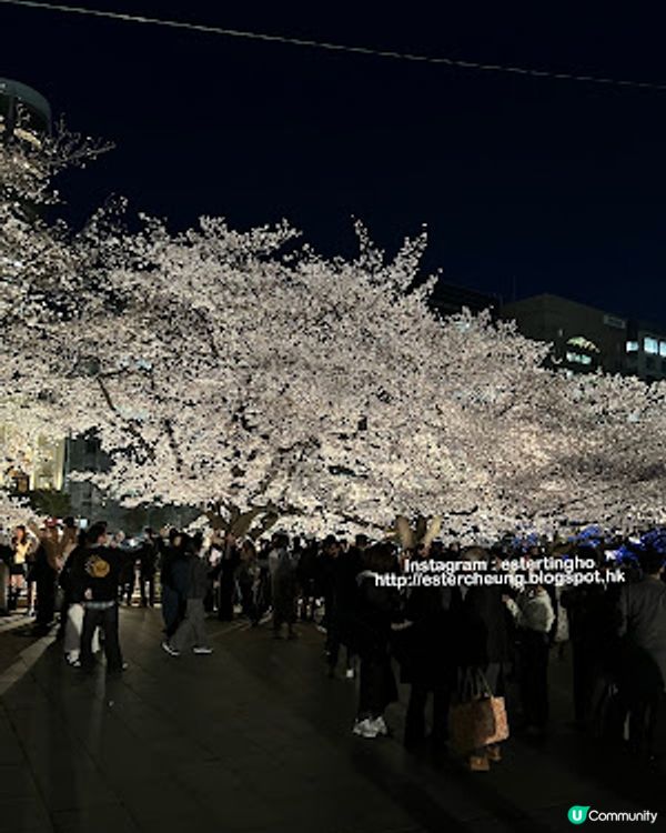 舞鶴公園 💕 福岡城櫻花祭典 🌸 觀賞櫻花的日與夜