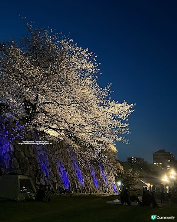 舞鶴公園 💕 福岡城櫻花祭典 🌸 觀賞櫻花的日與夜