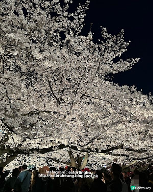 舞鶴公園 💕 福岡城櫻花祭典 🌸 觀賞櫻花的日與夜