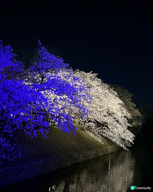 舞鶴公園 💕 福岡城櫻花祭典 🌸 觀賞櫻花的日與夜