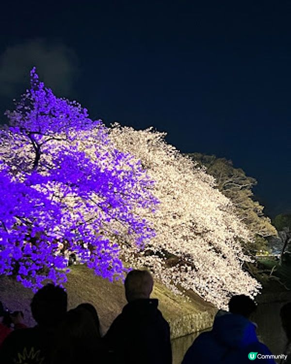 舞鶴公園 💕 福岡城櫻花祭典 🌸 觀賞櫻花的日與夜