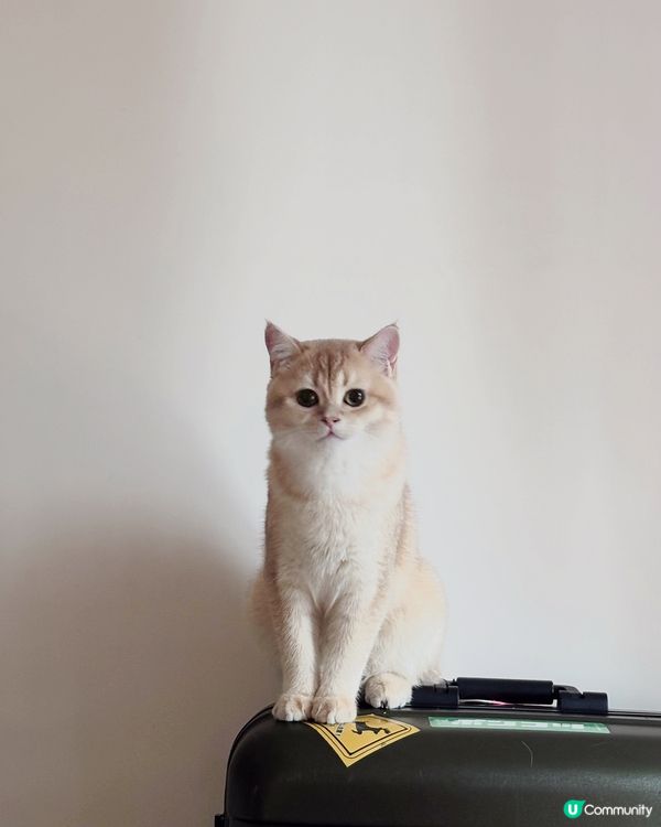 我家主子丨打喊奴的燒賣都有證件相？！