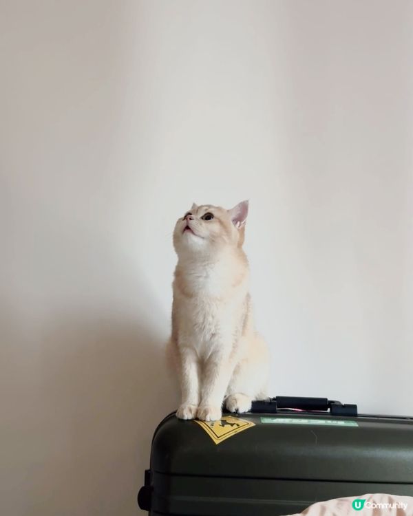 我家主子丨打喊奴的燒賣都有證件相？！